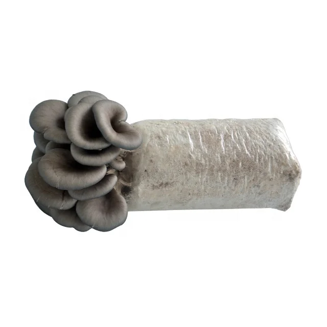 oyster mushroom spawn/oyster mushroom seeds/oyster mushroom bags