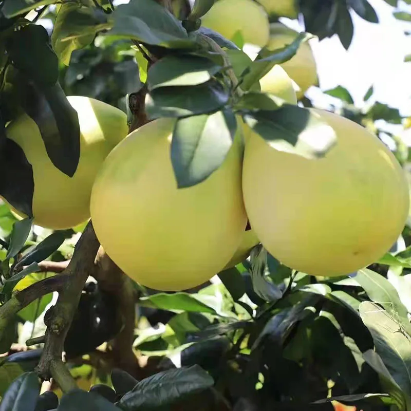 China Grapefruit High Quality Chinese Shaddock fresh Honey Pomelo