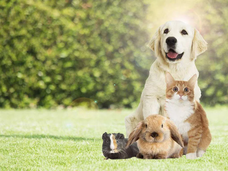 anti-bacterial Dog cat puppies pet urine odour odor cleaner neutralizer spray