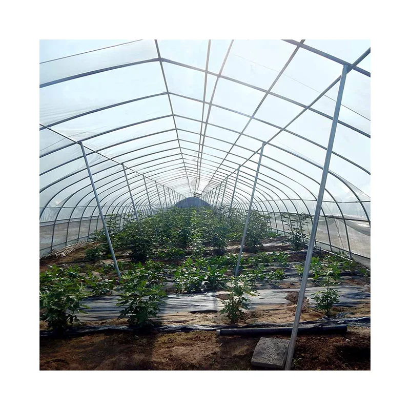 
High quality new design new style single span tunnel greenhouse for sale 