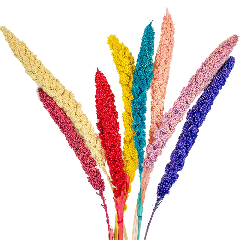 yunnan hot selling flower dried setaria flower for wedding and home decoration