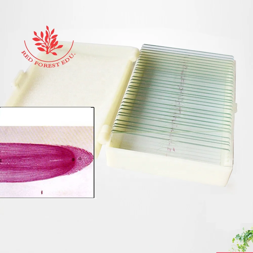 Microscope Slides Botany Corn Root Tip Of Plant L.S. Plant Root Tip For Senior High Schools Teaching Slide Prepared Glass Slides