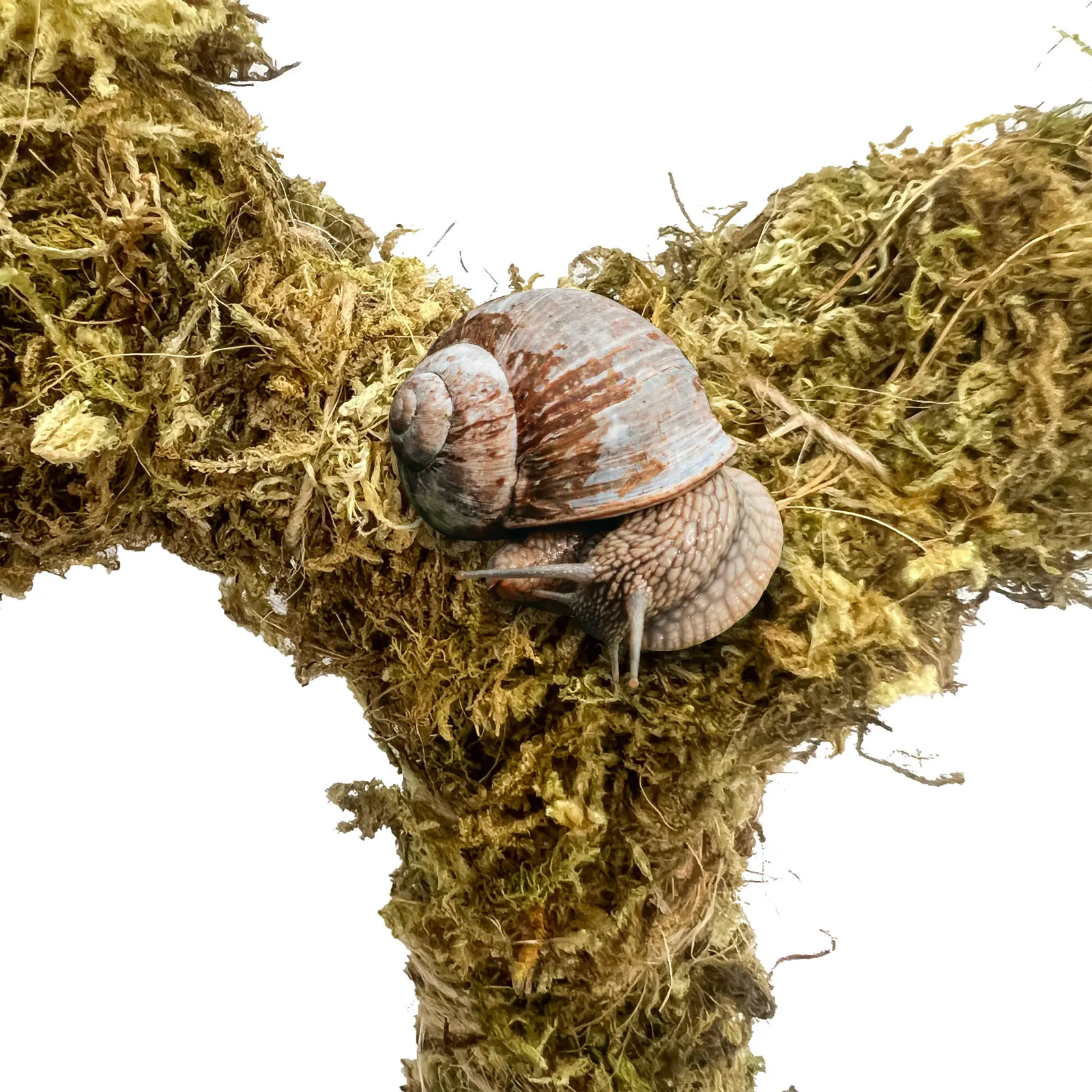Moss-Covered Four-Legged Rack, Ideal Playground for Aquatic Creatures and Hermit Crabs