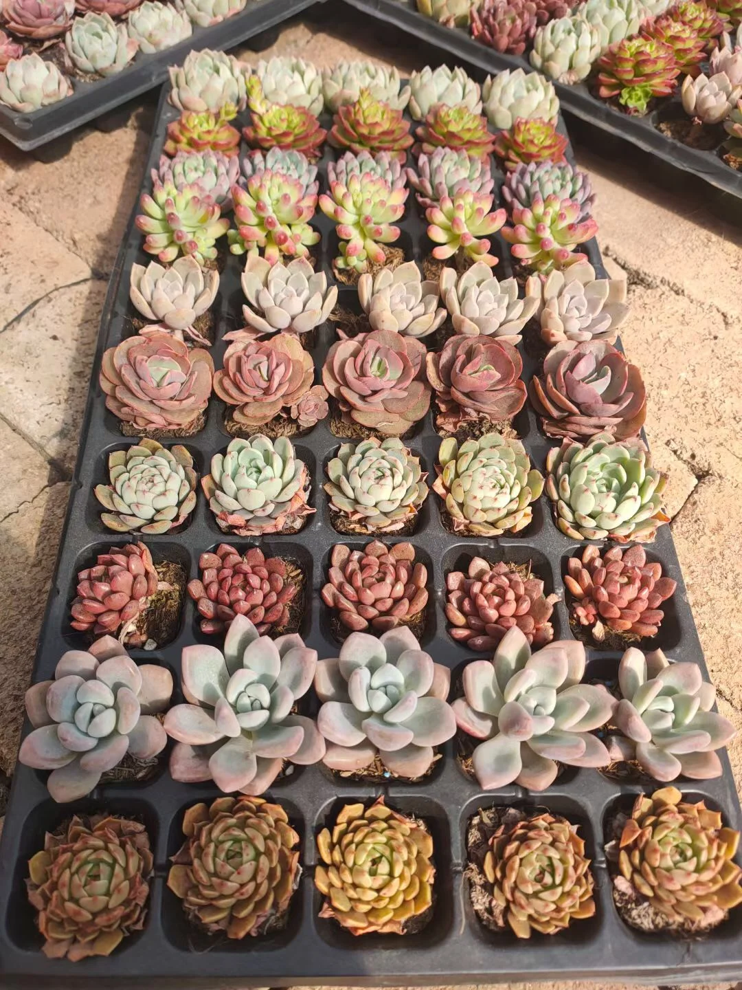 
Succulent mixed tray cactus wholesale natural plant succulent pot Korea Succulent tray Plants 50 pcs in each tray 