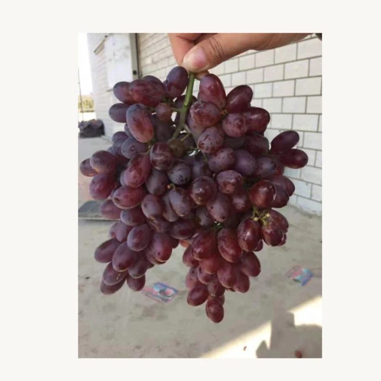 Специализирующийся на производстве свежих и безвредных органических виноградин