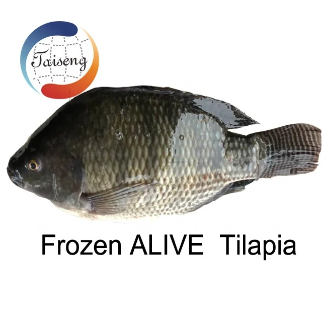 Live Fresh Red and Black Process Product Frozen Tilapia Fish Seller.jpg