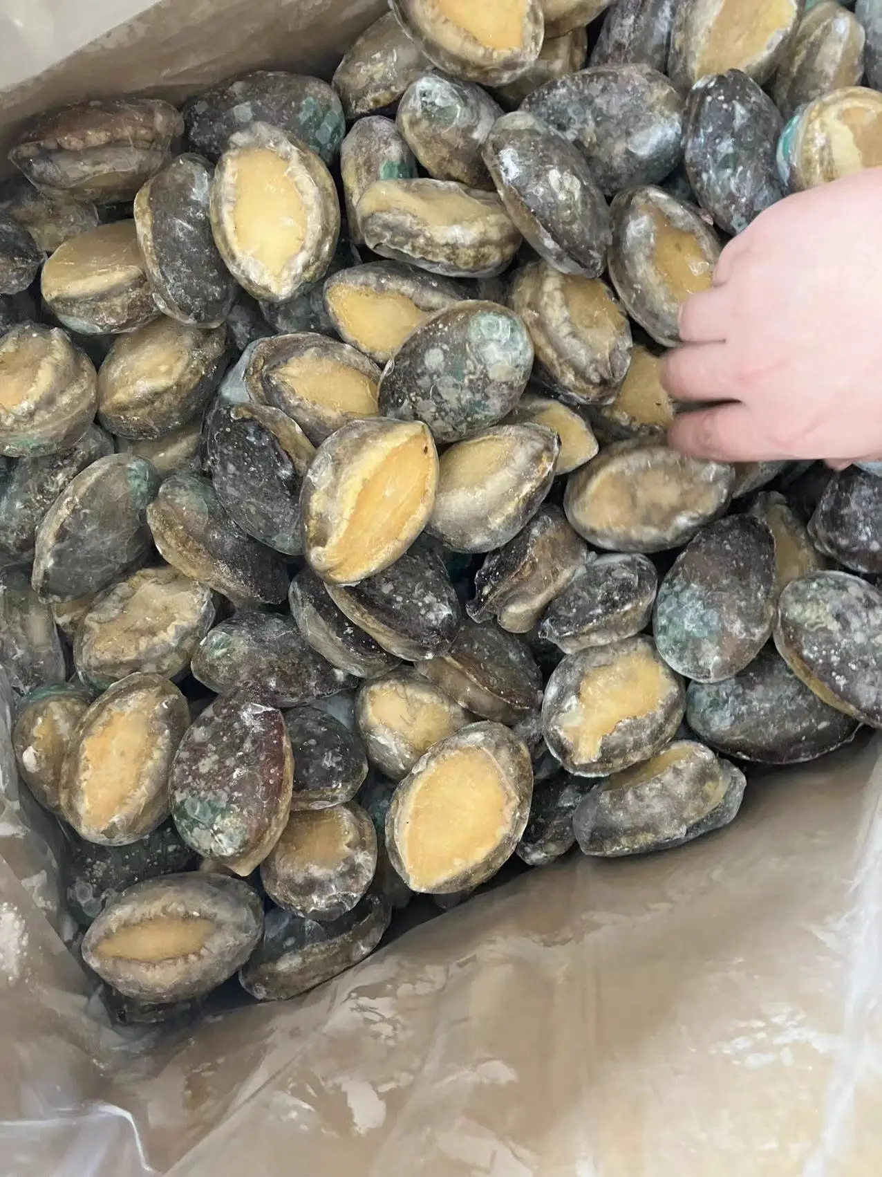 Competitive Frozen Abalone Shell-off IQF Boiled Abalone Meat Chinese Exporter Importer Frozen Seafood Mussel Meat Without Shell