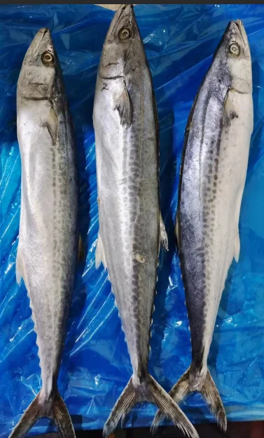 Hot Sale and High Quality Frozen Spanish Mackerel