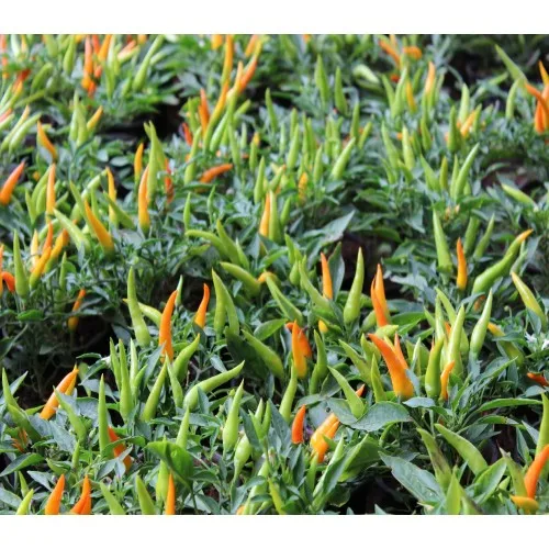 Гибридные семена F1 Chillie