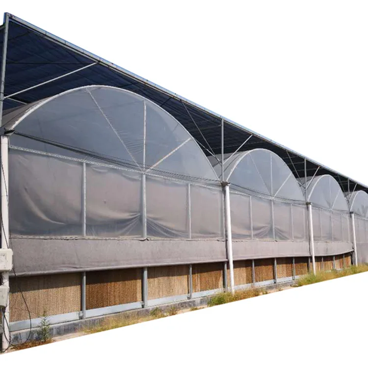 Cheap price plastic film greenhouse hydroponic growing systems greenhouse poly tunnel greenhouse for tomato