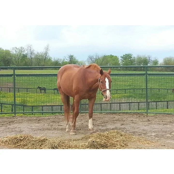 Farm Cattle Crush Fence Round Pen Equipment Cattle Handling Metal Animal Livestock Fence Panels For Sale