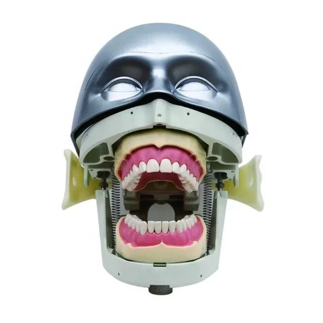 DT dental manikin advanced phantom head