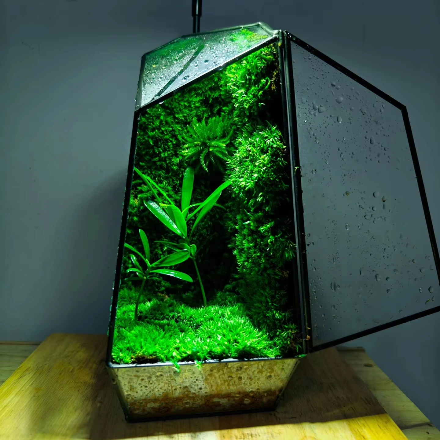 EG-V036 Preserved Moss Eco Natural Green Wall Art Painting Frame Living Plants Moss Table Decoration Terrarium Plants And Moss