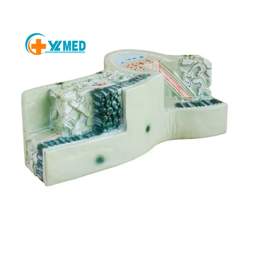 Биология анатомическая модель растений ботаника модели структуры листьев для школьников Обучающие