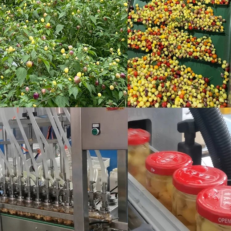 Wholesale export of large quantities of canned spicy pickles pepper at high quality, best price