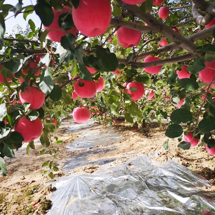 
Export price fresh fruits apples 