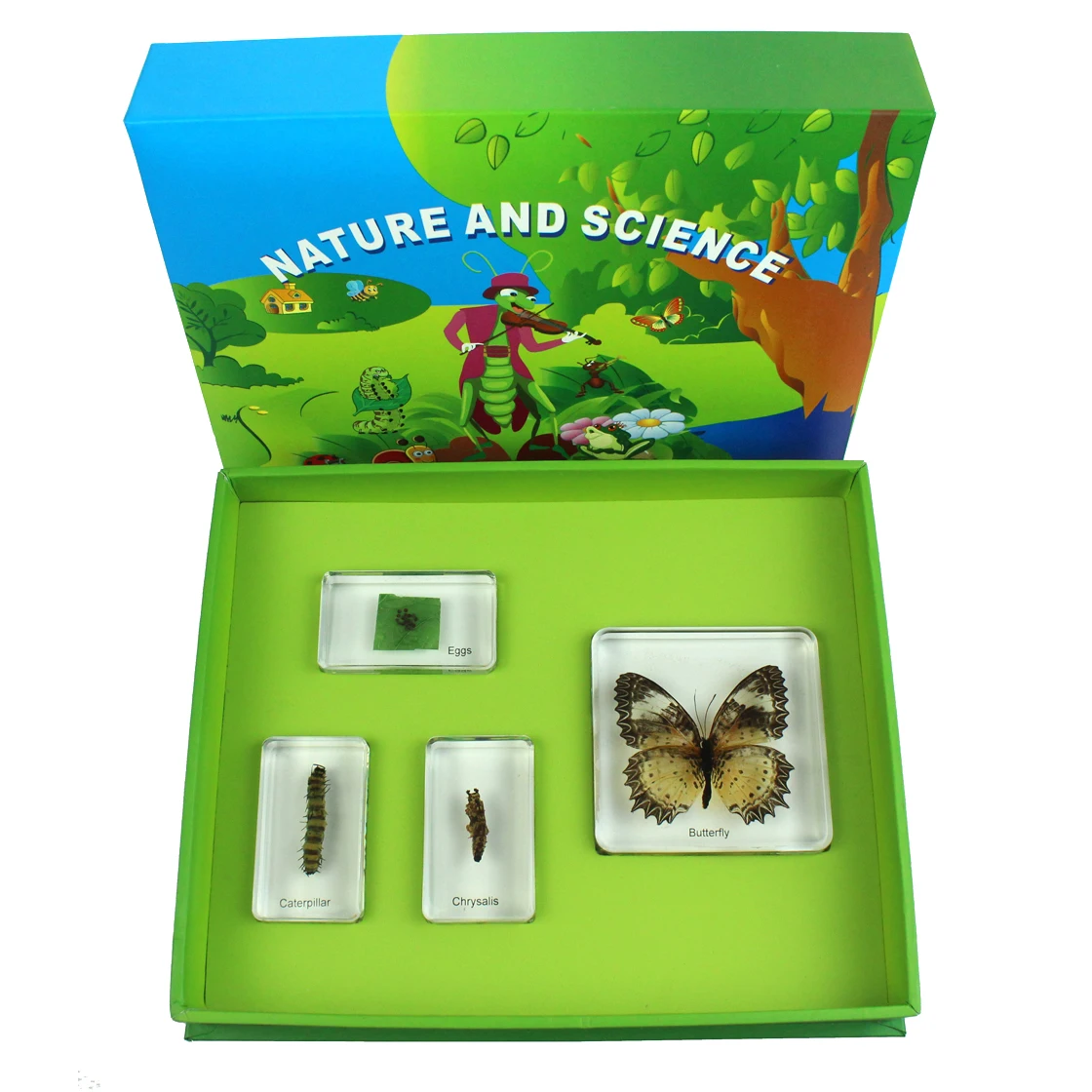 Wholesale teaching resources Butterfly Life Cycle science teaching equipment high transparent epoxy resin preserved specimen