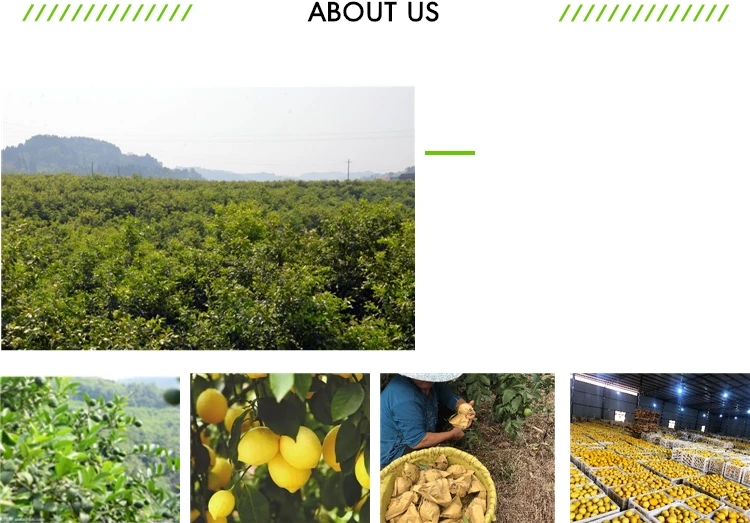 DA533C5E1EC7941C98995E3C1072583B