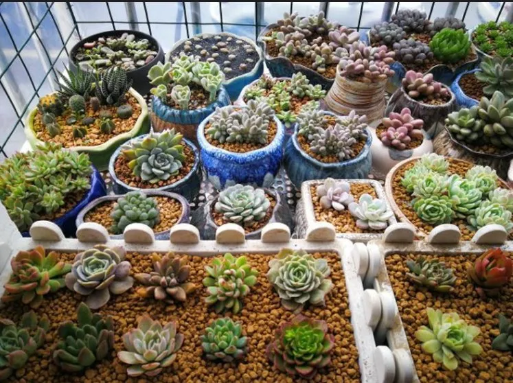 Akadama bonsai soil for planting succulents