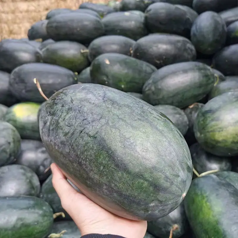 Premium Fresh Watermelon Juicy, crispy and sweet organic fresh watermelon