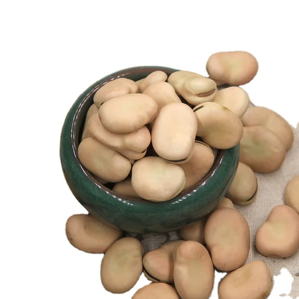 Grade price High quality Nutritious Wholesale Broad beans