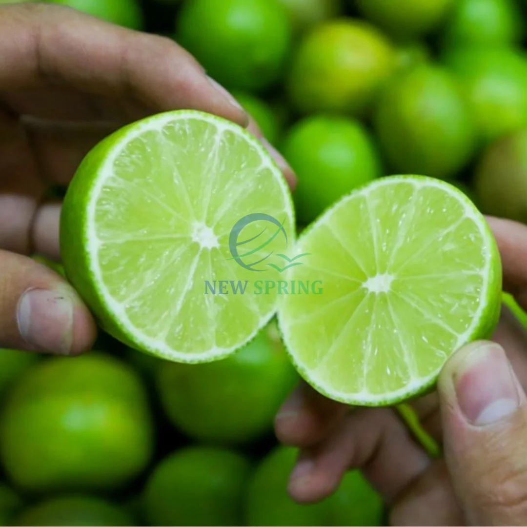2023 Fresh Lemon Green Lemon  From Viet Nam Ready To Ship