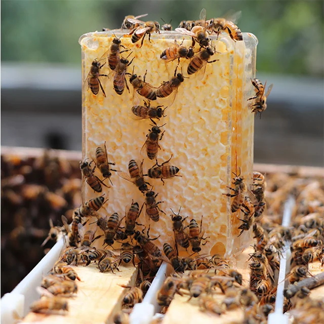 Beekeeping Tool 500g Plastic Honey Comb Box with Wax Foundation Sheet Cassette Honeycomb Box