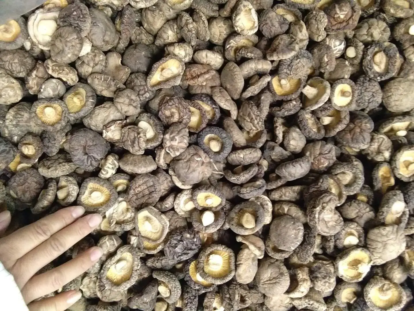 factory wholesale Dehydrated mushroom