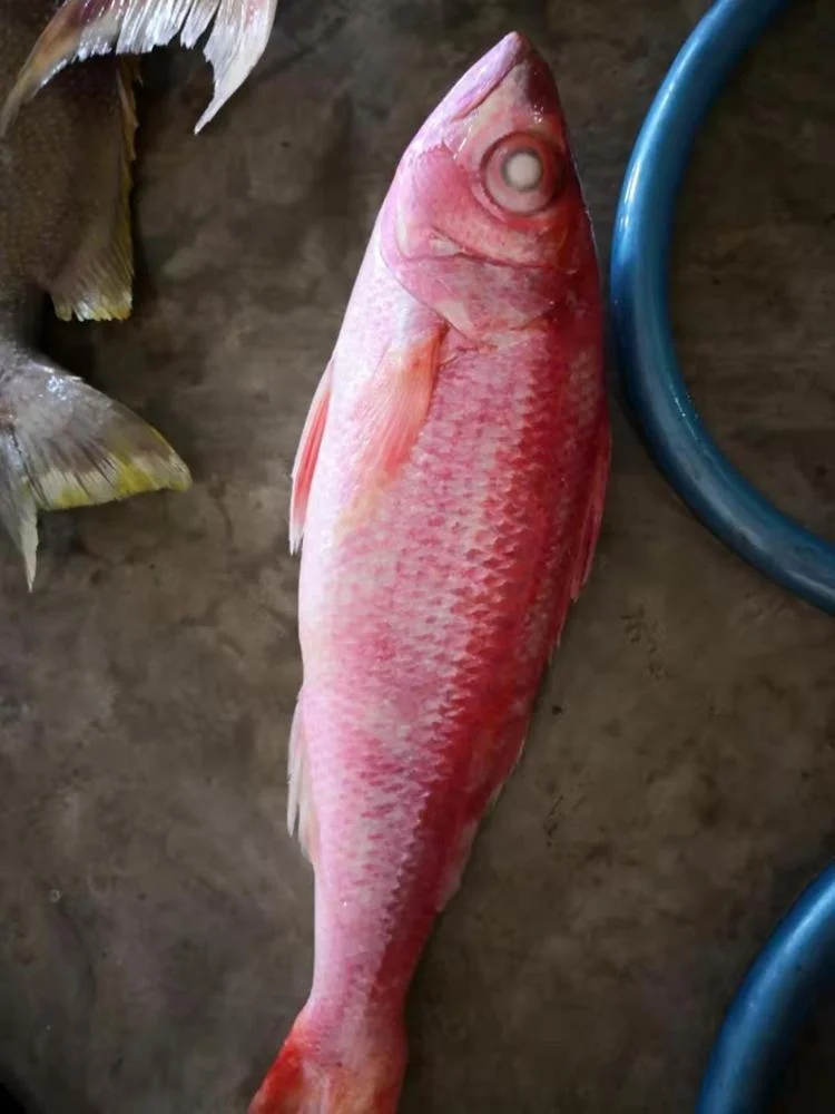 Frozen Red Golden Line/ Red fish from Indonesia