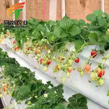Chinese Best-selling Vertical Farming Equipment Elevated Strawberry for Hydroponic