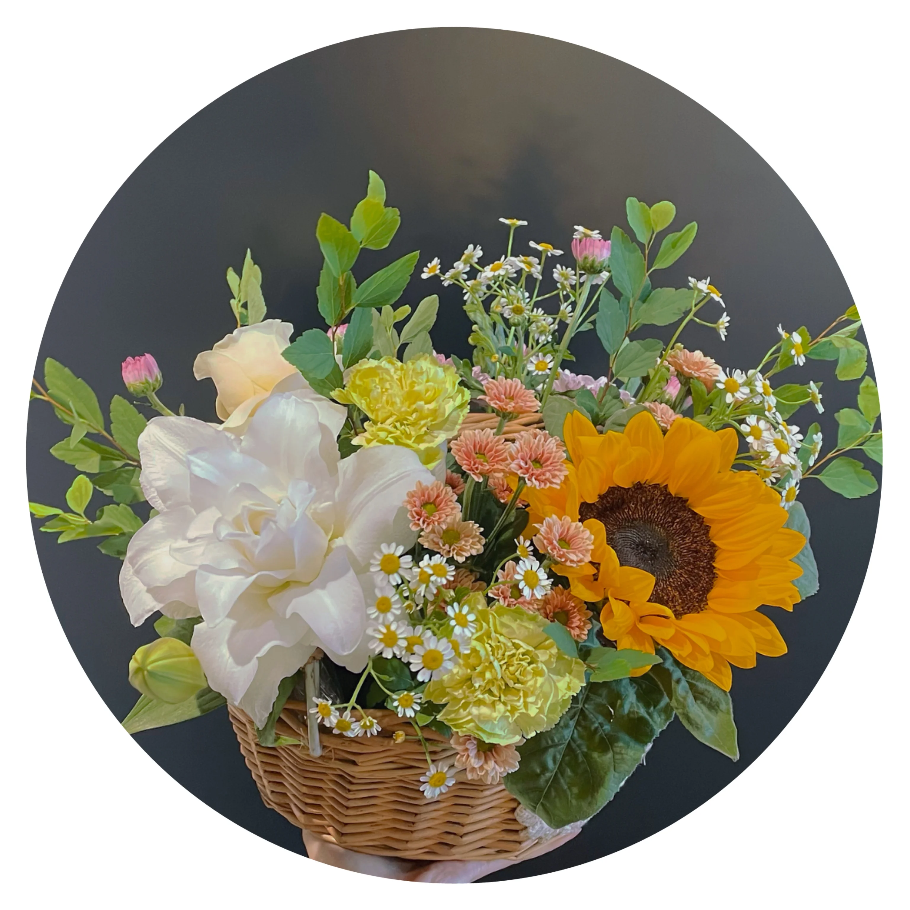 Yuhuiting flower sunflower meets white lily