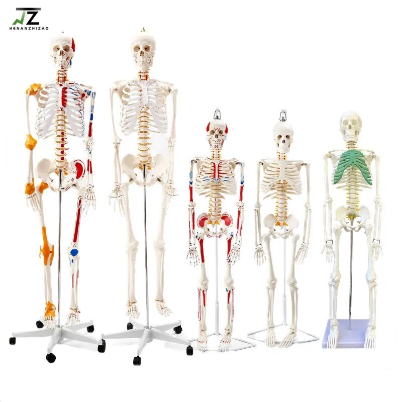 Skeleton with Muscles and Ligaments 180cm Tall  Life Size Human Bone  Anatomical Medical Science Full Size Model