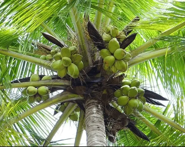 Натуральное кокосовое масло холодного отжима HARITA Шри-Ланки для оптовой продажи