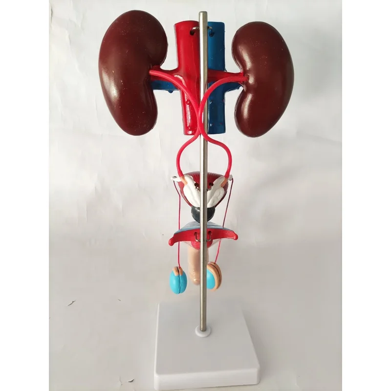 Plastic Human Male/female Urinary System Anatomical Model,prostate/ kidney anatomy model and Female pelvic model