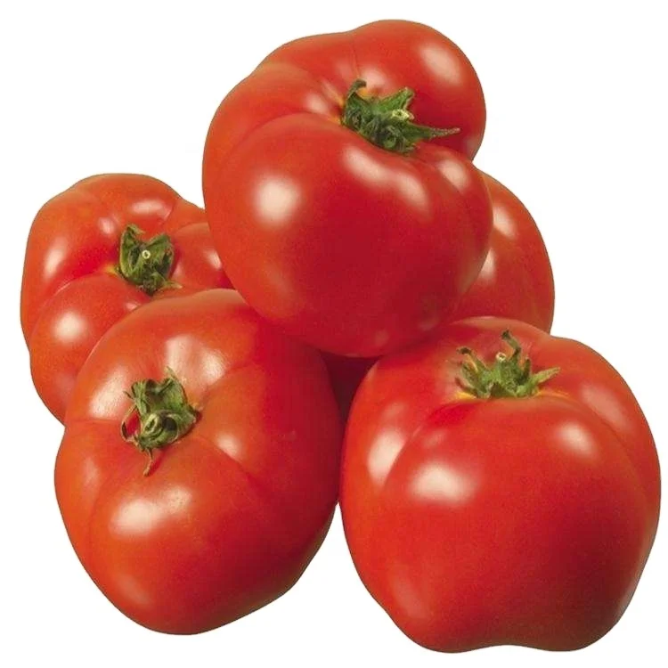 
China high quality red tomato big tomatoes for sale fresh tomatoes 