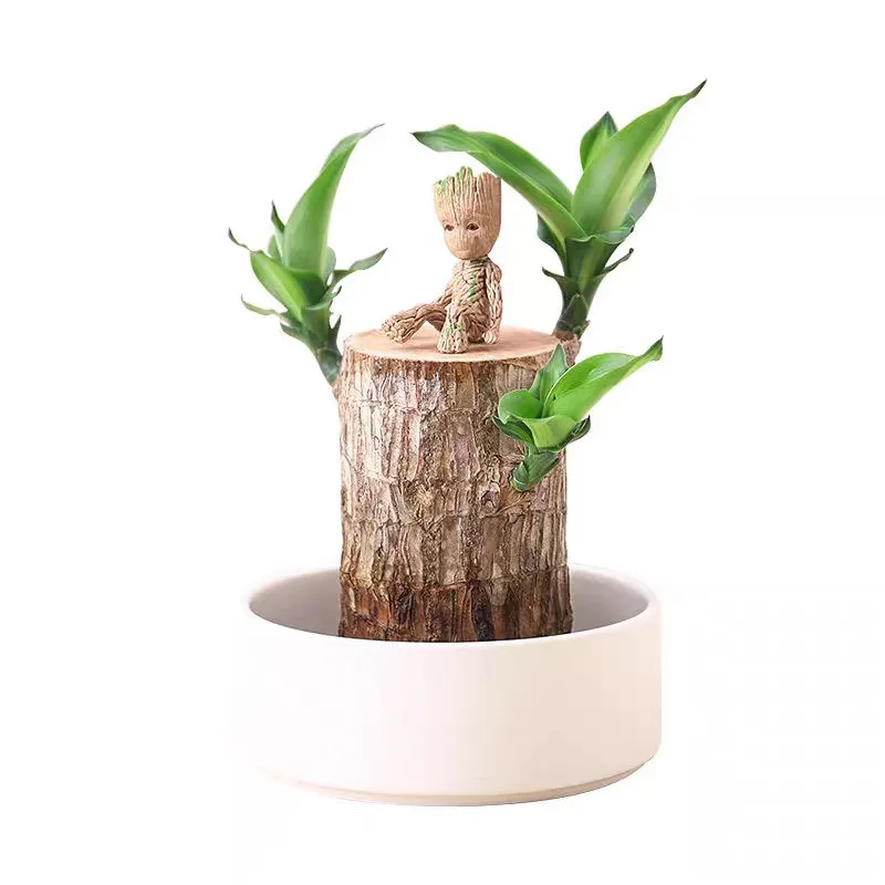 
Mini Brazil Lucky Brazilian Wood Hydroponic Potted Plant Stump Small Decoration 