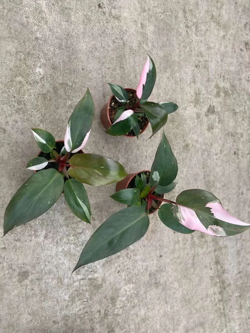 
Philodendron Pink Princess 