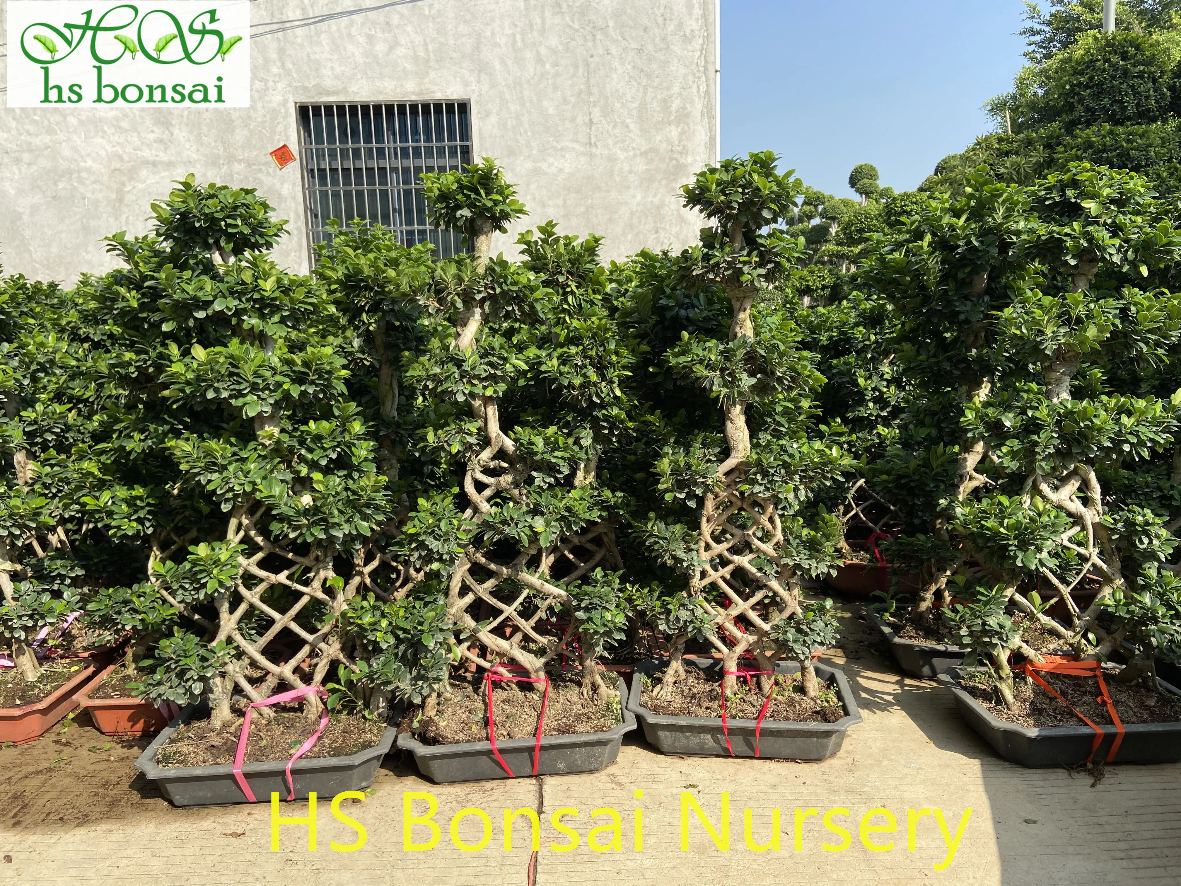 
Professional manufacture cheap foliage plants natural plants ornamental ficus ginseng bonsai 