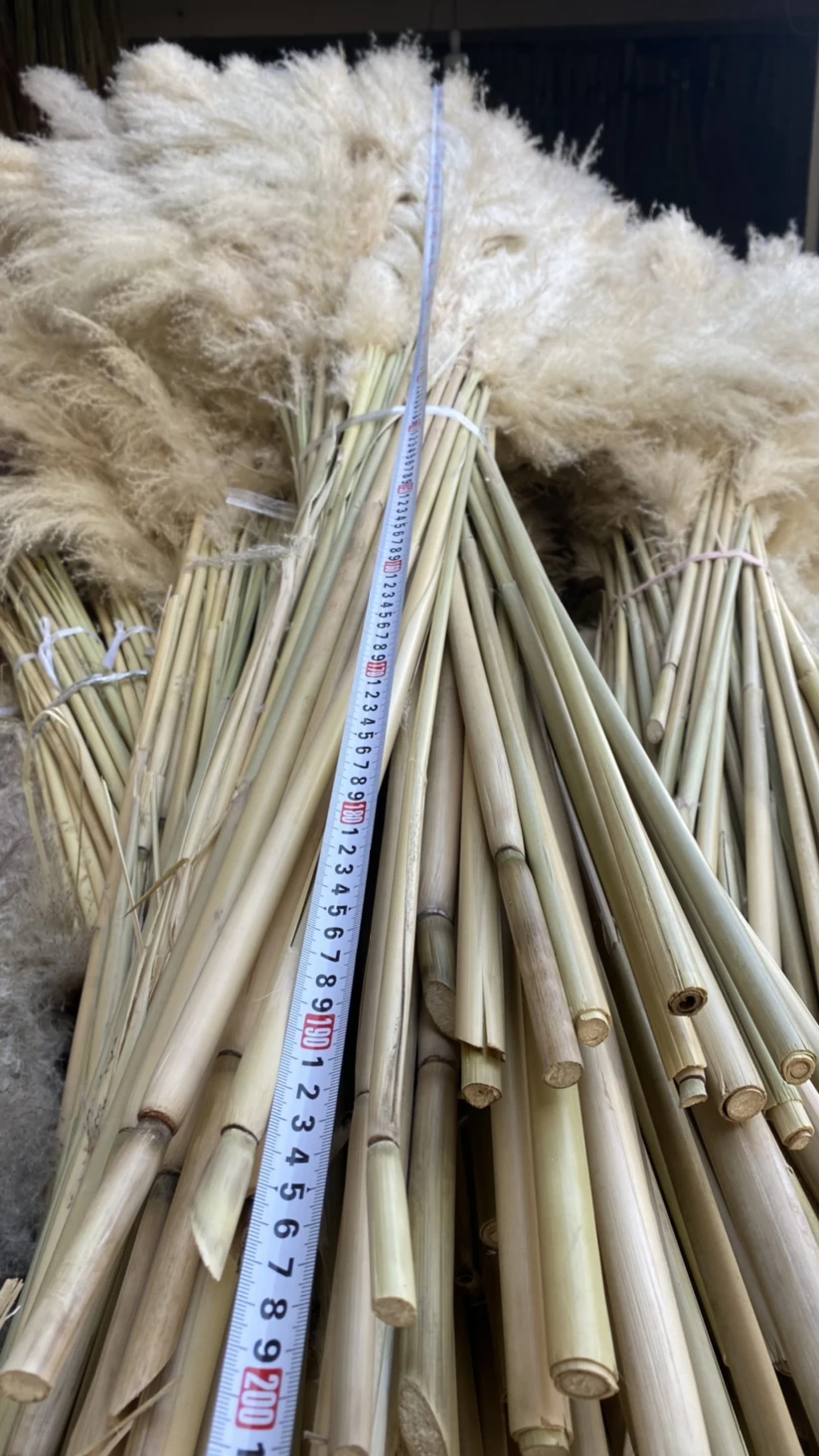 Pampas for Flower Arrangements Home Decor Grass Minimalist Decor Farmhouse Decor Natural Dried Flower Boho Easter 150cm 200cm