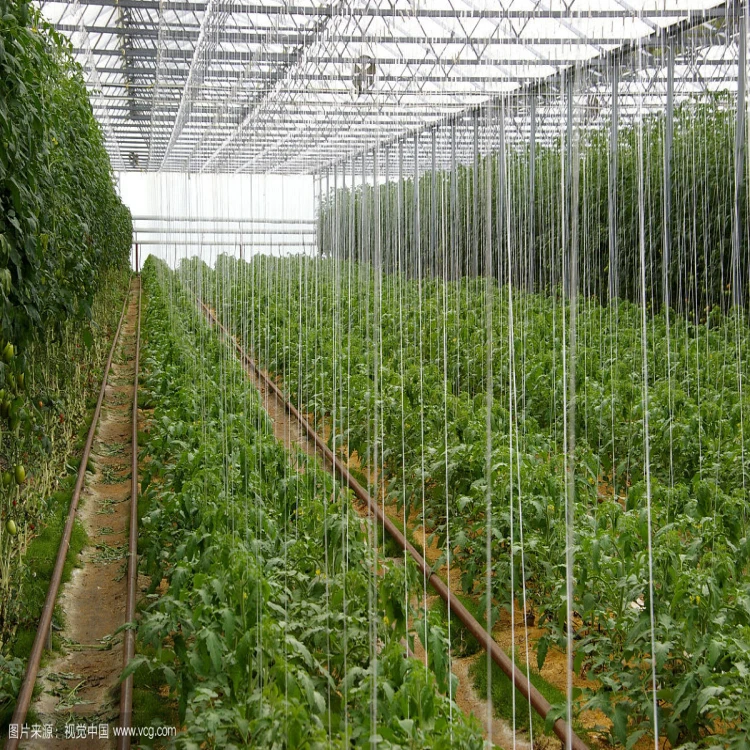 Tomato  Trellis Twine Multi-purpose PP Packing Rope Polypropylene Baler Twine for Agricultural Vegetable Bundle