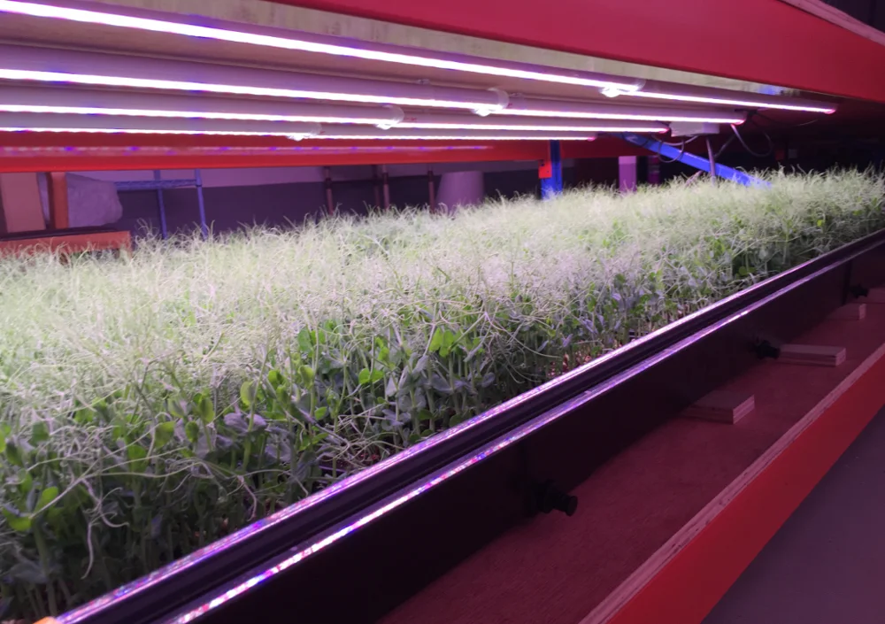 Good Quality Plastic Seed Tray 1020 Trays