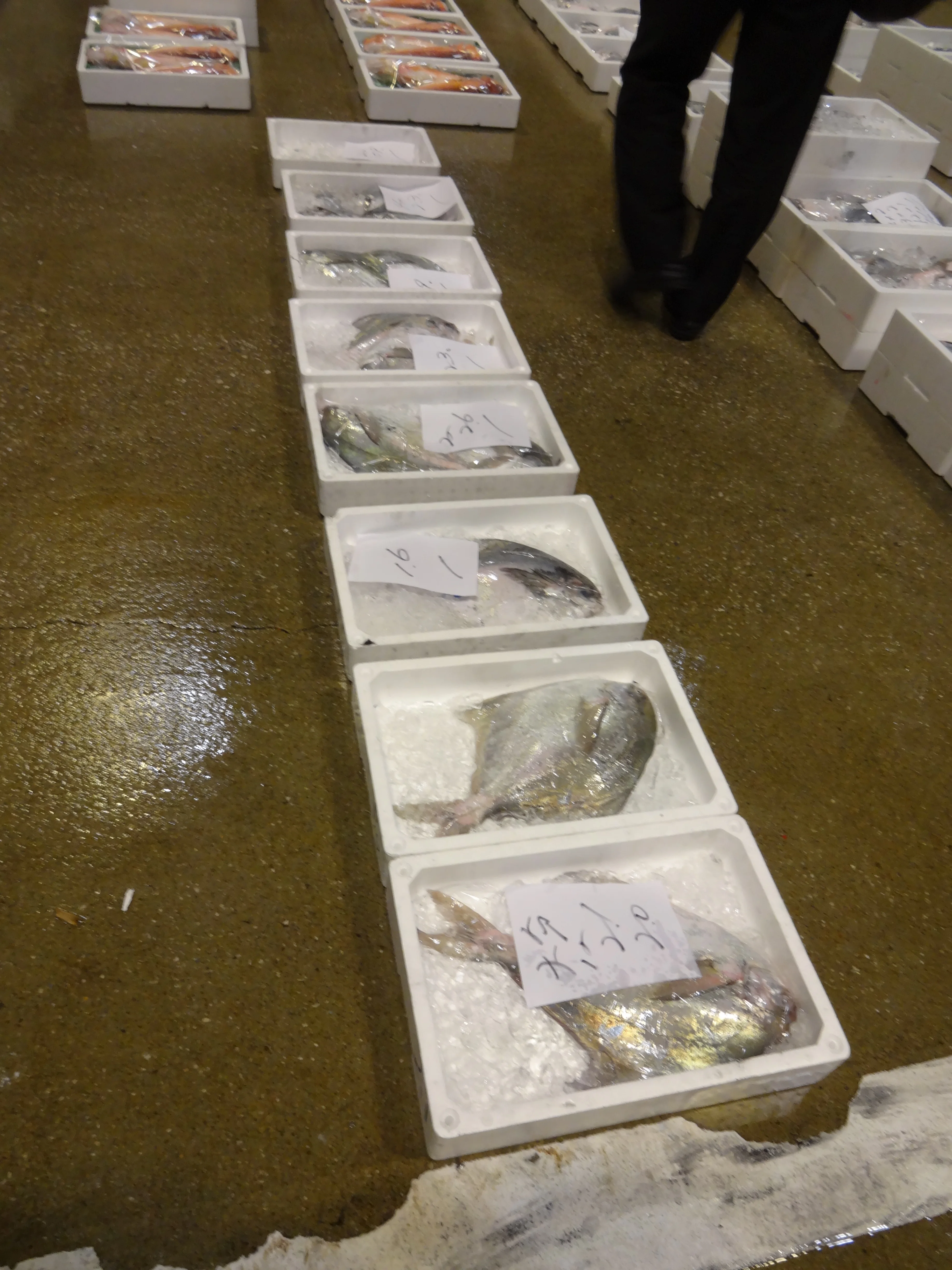 Freshly Caught Export Frozen Fish And Seafood Of Rudderfish Fillets