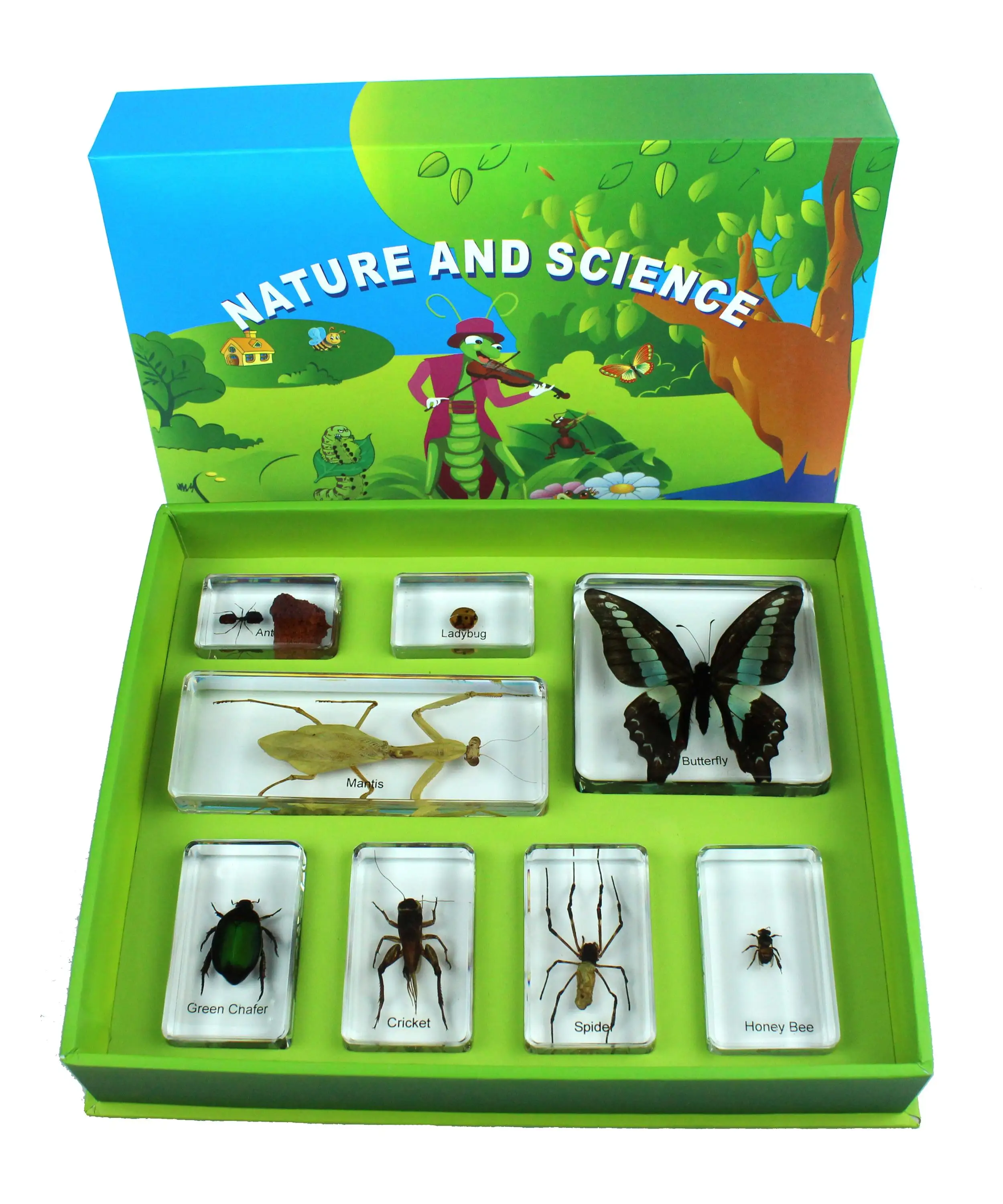 Wholesale teaching resources Butterfly Life Cycle science teaching equipment high transparent epoxy resin preserved specimen