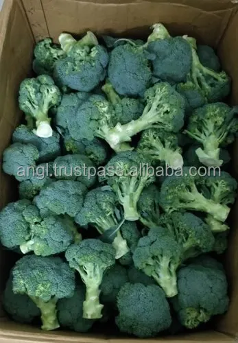 
Supplying fresh Broccoli broccoli price from Vietnam with high quality _Vikafoods (+84983028718) 