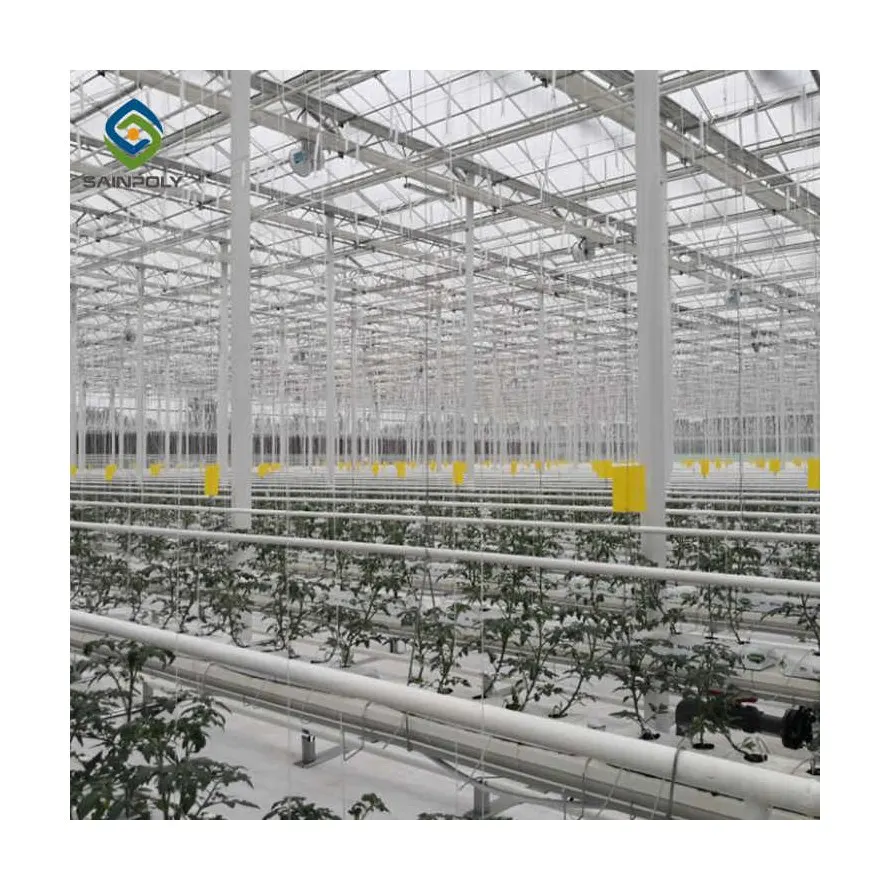 Sainpoly agriculture intelligent greenhouse multi-span PC sheet glass tomato greenhouse with hydroponic growing syste
