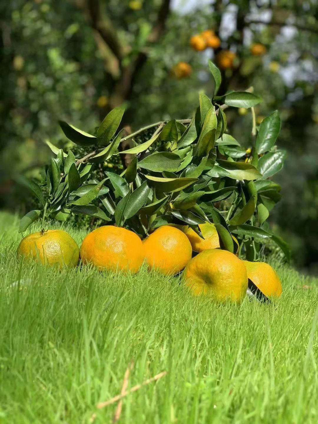 Menghu Brand Mandarin Orange Fresh CItrus Fruit