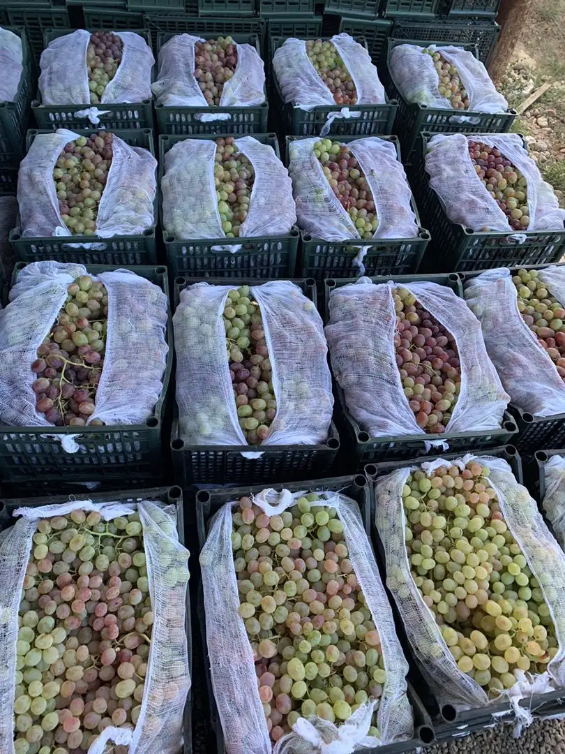 
Wholesale Box Style Storage Packaging Red Grape Slimming Grape Green Grapes 