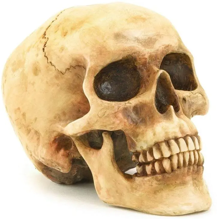 Highly Realistic Replica Human Skull Statue Home Decor