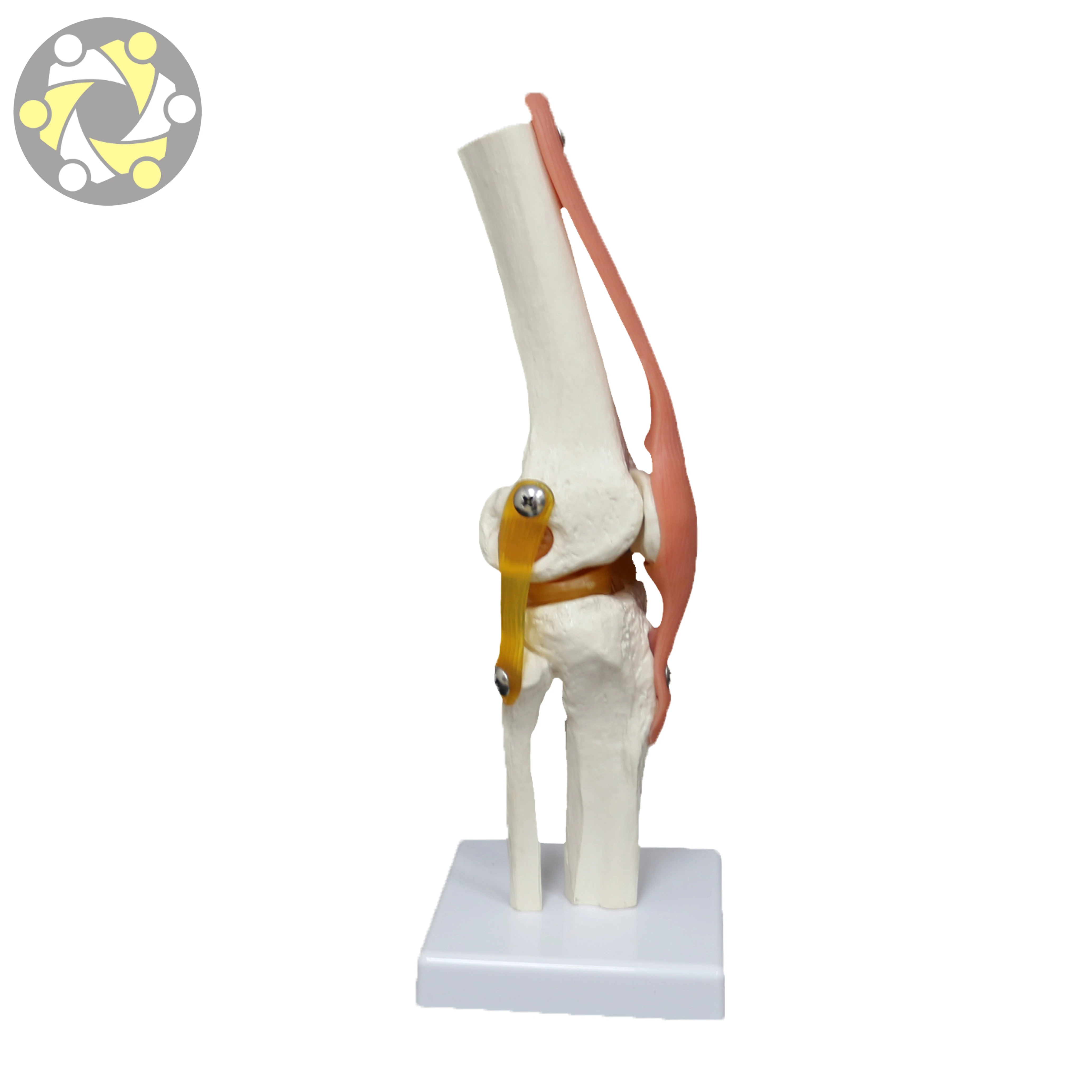 Medical Science Plastic Human Artificial Knee Joint Model with Ligament Anatomical Skeleton Model