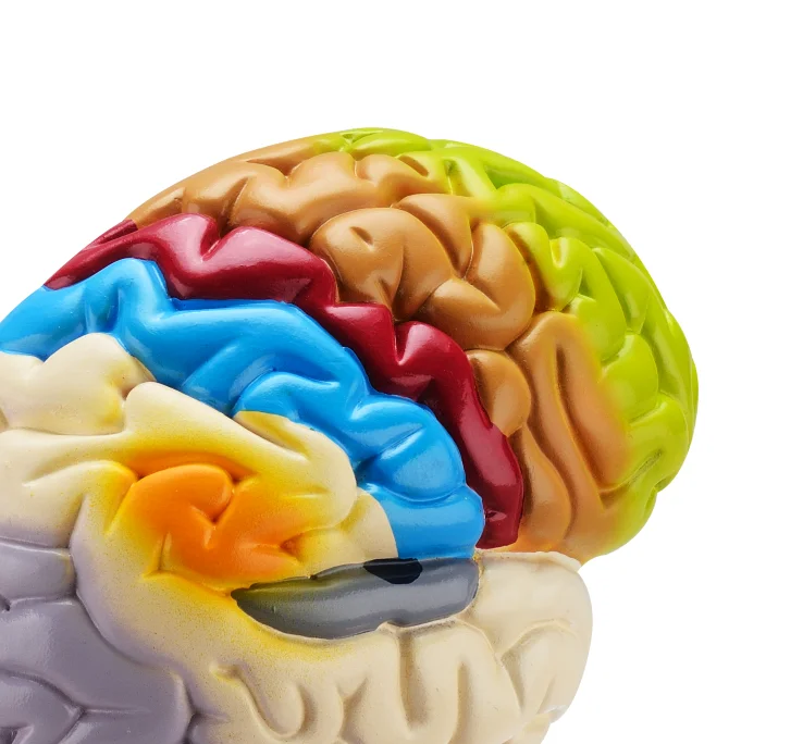 Human brain real anatomical colorful half brain model 3d